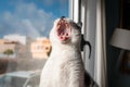 Fat black and white cat by the window, open his mouth to yawn. Tartar on teeth Royalty Free Stock Photo