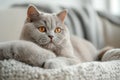 Fat blue British Shorthair cat is resting on a grey couch. The image is generated with the use of an AI. Royalty Free Stock Photo