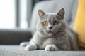 Fat blue British Shorthair cat is resting on a grey couch. The image is generated with the use of an AI. Royalty Free Stock Photo