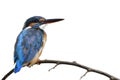 Fat blue and brown bird with large bills calmly perching on wooden twig, common kingfisher isolated on white background Royalty Free Stock Photo