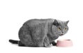 A fat British cat eats dry food from a bowl on a white background Royalty Free Stock Photo