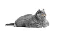 Fat British shorthair cat lies in front of white background