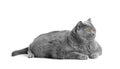 Fat British shorthair cat lies in front of white background