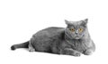 Fat British shorthair cat lies in front of white background