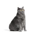 Fat British shorthair cat sitting in front of white background