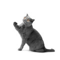 Fat British shorthair cat sitting in front of white background