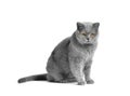 Fat British shorthair cat sitting in front of white background