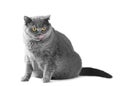 Fat British shorthair cat sitting and licking in front of white background