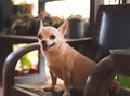 Fat brown Chihuahua dog sitting on black vintage armchair with balcony fence and garden background, smiling and looking at camera Royalty Free Stock Photo