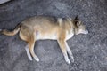 Fat brown dog 16 years old sleep on a concrete floor Royalty Free Stock Photo