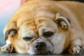 Fat brown old dog lying in front of the door and waiting for his owner to come home. Lonely cute dog lies on cement floor and