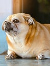 Fat brown old dog lying in front of the door and waiting for his owner to come home. Lonely cute dog lies on cement floor and