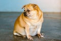 Fat brown old dog sit in front of the door and waiting for his owner to come home. Lonely cute dog resting on cement floor and