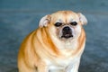 Fat brown old dog sit in front of the door and waiting for his owner to come home. Lonely cute dog resting on cement floor and