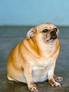 Fat brown old dog sit in front of the door and waiting for his owner to come home. Lonely cute dog resting on cement floor and