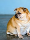 Fat brown old dog sit in front of the door and waiting for his owner to come home. Lonely cute dog resting on cement floor and