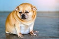 Fat brown old dog sit in front of the door and waiting for his owner to come home. Lonely cute dog resting on cement floor and