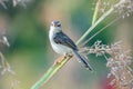 Fat brown Prinia on a string of grass