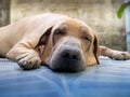 Fat Brown Sick Dog Sleeping Royalty Free Stock Photo