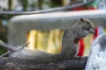The fat brown squirrel foraging on branches, often with people to feed. Royalty Free Stock Photo