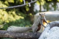 The fat brown squirrel foraging on branches, often with people to feed. Royalty Free Stock Photo