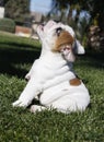 Fat bulldog puppy trying to sit up