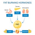 Fat burning hormones. Adiponectin, Leptin, Ghrelin, Cortisol, and Insulin Royalty Free Stock Photo