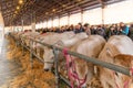 Fat Calf Fair with exhibition of Piedmontese Fassona breed cattle Royalty Free Stock Photo