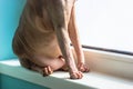 Fat Canadian Sphynx cat with a big belly sits on a white windowsill. Feline pet. Royalty Free Stock Photo