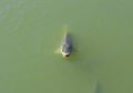 Fat carp floating in the murky pond Royalty Free Stock Photo