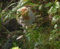 Fat castrated red-haired white fluffy cat on the hunt. A domestic adult cat is hunting prey among the greenery in the open air.