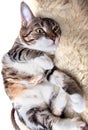 Fat Cat Royalty Free Stock Photo