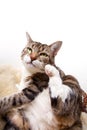 Fat Cat Royalty Free Stock Photo