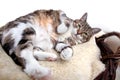 Fat Cat Royalty Free Stock Photo