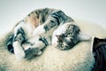 Fat Cat Royalty Free Stock Photo