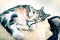 Fat Cat Royalty Free Stock Photo