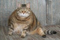 Fat Cat Royalty Free Stock Photo