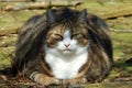 Fat Cat Royalty Free Stock Photo