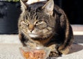 A fat cat makes an evil-happy face while eating Royalty Free Stock Photo