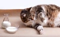 Fat Cat with Milk Royalty Free Stock Photo