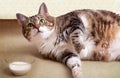 Fat Cat with Milk Royalty Free Stock Photo