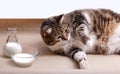 Fat Cat with Milk Royalty Free Stock Photo