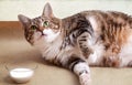 Fat Cat with Milk Royalty Free Stock Photo