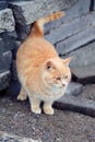 Fat cat posing with tail up. Close image of foxy cat. Oudoor in park Royalty Free Stock Photo