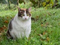 Fat cat. Rather obese domestic moggy in garden.