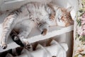 sleeping lazy cat Royalty Free Stock Photo