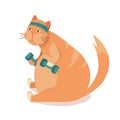 FAT cat TRAINS in sport. heavy cat in gym lifts dumbbells. Exercising in fitness, losing weight. illustration before , after