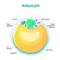 Fat cell anatomy. Adipocyte structure