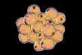 Fat cells, or adipose cells Royalty Free Stock Photo