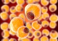 Fat Cells from adipose tissue. adipocytes. inside human organism Royalty Free Stock Photo